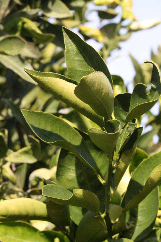            Sun leaves (Fisher, Riverside, CA)   